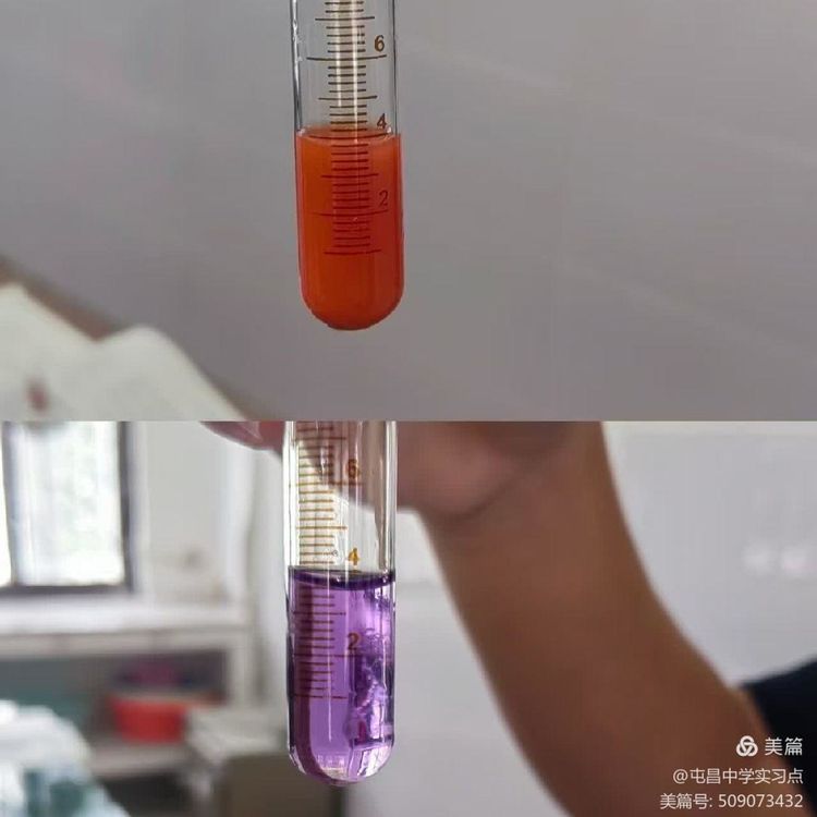 解码生命奥秘，领略生物教学的实验魅力 ——屯昌中学生物组第四周实习总结