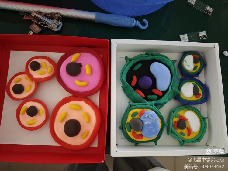 解码生命奥秘，领略生物教学的实验魅力 ——屯昌中学生物组第四周实习总结
