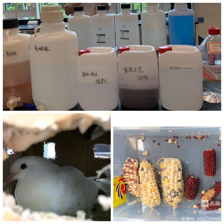 2022级学科物理赴澄迈ischool参观学习实验中心